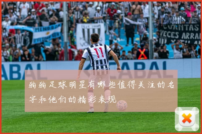 狗狗足球明星有哪些值得关注的名字和他们的精彩表现